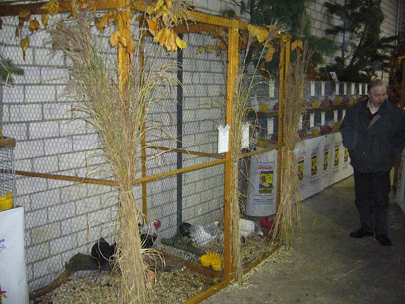 Mastholte 2008 072.jpg - Rassegeflügelschau Mastholte 2008